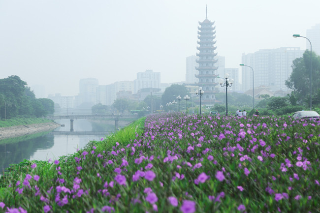 Nếu sông Tô Lịch trước đây luôn được người ta nhắc đến là một con sông ô nhiễm, đầy rác thì giờ đây, đi qua con đường đầy hoa tím này, ai nấy đều ngỡ ngàng với vẻ đẹp thơ mộng của con sông.