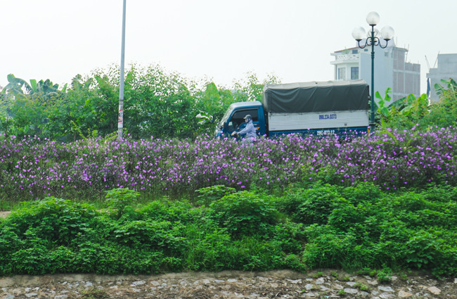 Đứng từ bờ bên kia sông nhìn sang ngỡ như các phương tiện đang lướt đi trong một biển hoa tím.