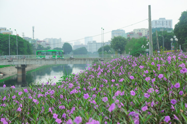Sắc hoa tím biếc, nở rộ bên con sông nước chảy êm đềm tạo nên khung cảnh đẹp bình yên đến lạ.