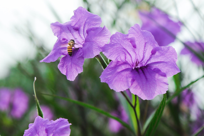 Không chỉ đẹp, hoa còn thu hút nhiều loài ong bướm đến lấy mật mỗi ngày, mang đến một bộ mặt mới đầy sinh động cho con đường ven sông.