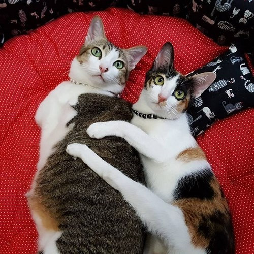 Phút giây hạnh phúc của Able bên cô bạn mèo Fin Fin.