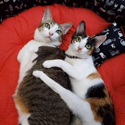 Phút giây hạnh phúc của Able bên cô bạn mèo Fin Fin.