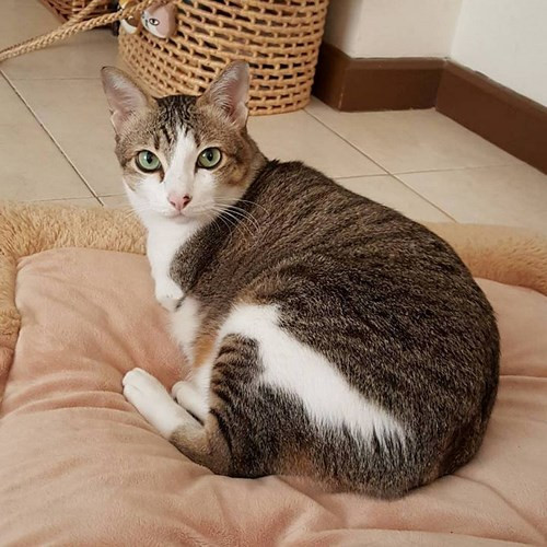 Với nỗ lực sinh tồn của mình, Able đã có cuộc sống hạnh phúc.