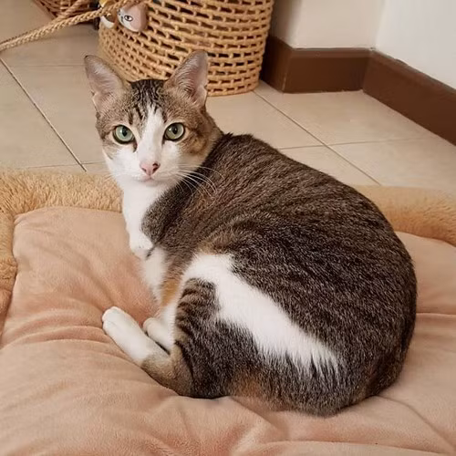 Với nỗ lực sinh tồn của mình, Able đã có cuộc sống hạnh phúc.