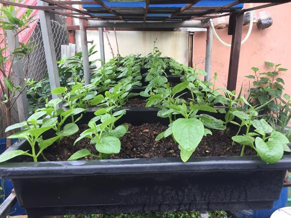 Mỗi độ thu hoạch, quả chín cả vườn nhà ăn không hết chị Nhung lại mang đi chia cho hàng xóm, người thân ăn thử hay để dành cho những nhà có em bé đang tuổi ăn cháo, ăn bột… vì rau nhà trồng không lo thuốc trừ sâu cũng như hóa chất độc hại tới con trẻ. Nhìn vườn rau nhà chị, có một điều tinh ý sẽ nhận ra đó là hệ thống nước tưới tiêu và giá trồng rau, giàn cho cây vươn rất hiện đại và quy củ. Chị Nhung nói thêm, để có được những thứ như vậy chị phải thuê người làm giá, thiết kế đường ống nước kết hợp với dùng tum hứng nước mưa để tưới cây cho cây thêm tươi tốt.