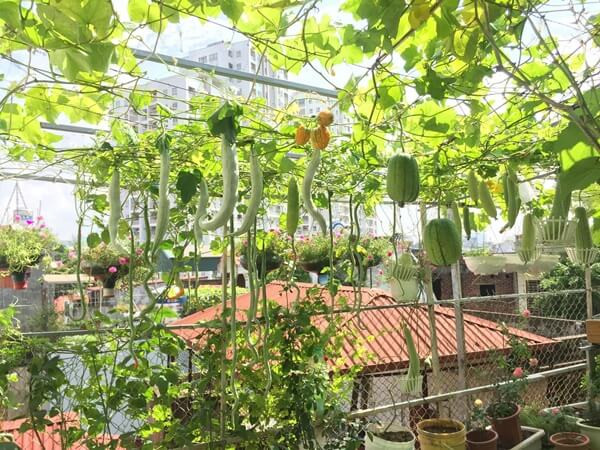 Chị Nhung cho biết, chị bắt đầu trồng rau trên sân thượng từ năm 2016. Cách đây 2 năm, trồng rau sân thượng với chị vẫn còn là một khái niệm khá mơ hồ vì thế khi trồng kết quả không được như chị mong muốn, thậm chí có thể gọi là thất bại. Những vụ đầu tiên, gieo hạt tới đâu, chuột ăn tới đó, cây lớn lên còi cọc kém năng suất. Về sau chị vừa trồng vừa rút kinh nghiệm dần dần và giao lưu với mọi người để biết cách làm, biết cái gì nên và không nên…