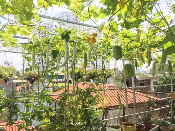 Chị Nhung cho biết, chị bắt đầu trồng rau trên sân thượng từ năm 2016. Cách đây 2 năm, trồng rau sân thượng với chị vẫn còn là một khái niệm khá mơ hồ vì thế khi trồng kết quả không được như chị mong muốn, thậm chí có thể gọi là thất bại. Những vụ đầu tiên, gieo hạt tới đâu, chuột ăn tới đó, cây lớn lên còi cọc kém năng suất. Về sau chị vừa trồng vừa rút kinh nghiệm dần dần và giao lưu với mọi người để biết cách làm, biết cái gì nên và không nên…