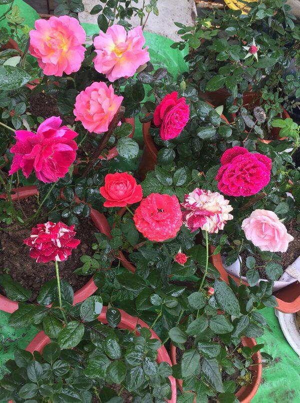 “Ngoài ra, khi trồng rau trên sân thượng các mẹ nên làm kĩ khâu trộn đất và nhớ cho cây “ăn” đủ chất dinh dưỡng. Thông thường mình hay làm đất theo công thức: trộn đất + trấu + xơ dừa + phân bò, gà, cá, rơi. Ủ đầu, ruột cá, bã đậu vỏ dứa rồi phủ đất lên làm phân bón, rắc thêm ít tricoderma rồi phơi đất 1 tuần để “xả hơi”. Bên cạnh đó, khi trồng cây cũng tránh để rễ cây mọc trắng trên mặt đất, cây non vun gốc dần dần, đối với cây ăn quả thì cho thêm ít NPK chia ra làm 4 chỗ, mỗi chỗ khoảng 20 viên là được.”