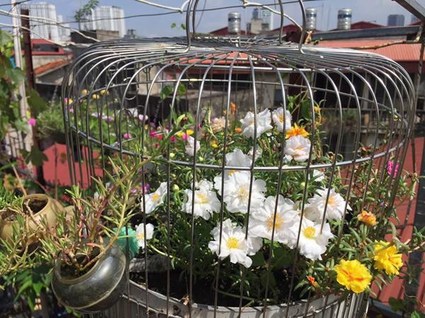 Sáng sớm dậy tưới cây, ban ngày đi làm, chiều về mệt mỏi lại ra vườn thư giãn, tỉa cành lá, chăm sóc rau củ, với chị Nhung đó là khoảng thời gian vui vẻ và thoải mái nhất trong ngày và đây cũng là không gian chị yêu thích nhất trong căn nhà của mình chỉ sau nơi sinh hoạt ấm cúng của gia đình.