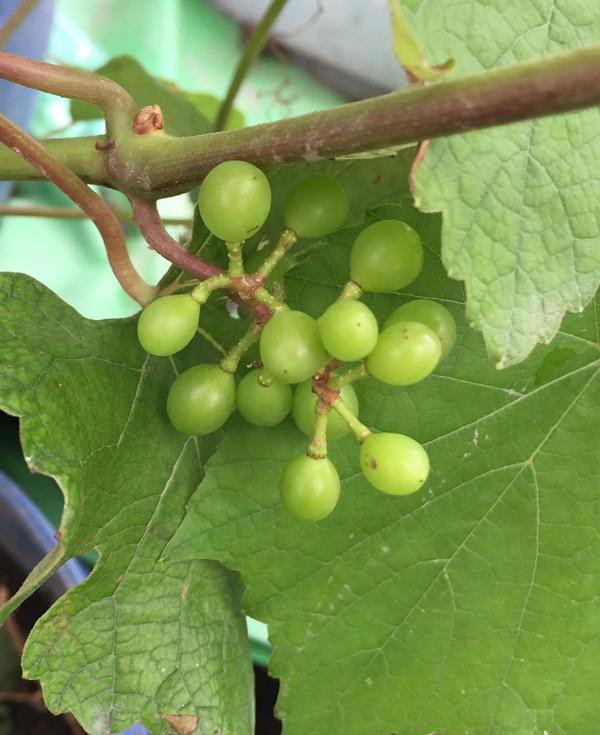 Đến thời điểm hiện tại, khu vườn của chị Nhung không chỉ đẹp, xanh, vui mắt mà còn có sự xuất hiện của đa dạng loại cây, có cây ăn ngắn ngày, ăn theo thời vụ cũng có những cây ăn quả, cây dài ngày khó trồng. Trong đó, phải kể tới những loại rau như rau cải, rau tầm tơi, rau thơm… Cây thì có hoa, mướp, cà chua, khế, cóc, bưởi, nho, chanh, quất… Ngoài ra chị còn nuôi thêm gà, chim cu trên sân thượng vừa làm thức ăn vừa là thú vui.