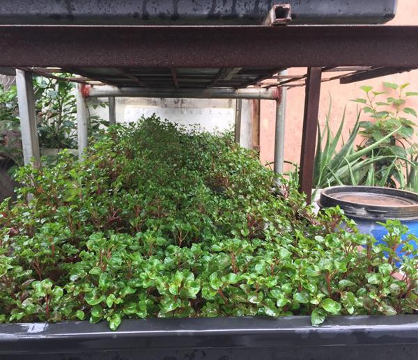 Theo chị, khó khăn lớn nhất khi trồng rau củ trên ban công, sân thượng chính là ở phần diện tích vì ban công bé, ít nắng, ít đất. Khi trồng những loại cây leo giàn, cây cao có thể hứng nắng thì cây phát triển rất tốt nhưng ngược lại nếu là những loại cây mọc thấp dưới đất sẽ khó mà cho năng xuất như ý. Đó cũng là lý do vì sao hầu hết cây trong vườn nhà chị đều đặt trên cao, hoặc cây dây leo.