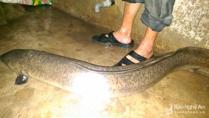 Con cá chình 15kg do anh Thọ câu được lúc 2h ngày 2/1. Ảnh: Khánh Thành