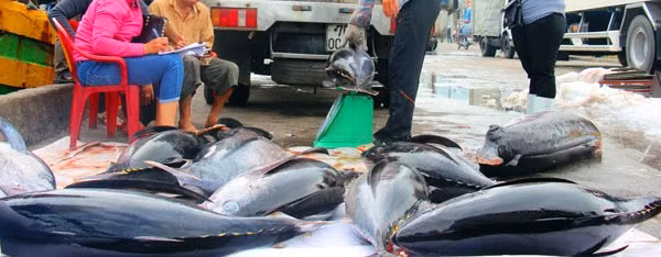 Đối với cá ngừ sọc dưa là 28.000 đồng/kg; cá thu 50.000 – 60.000 đồng/kg; cá bò gù lớn giá 120.000/kg; cá bò gù nhỏ 70.000 đồng/kg…