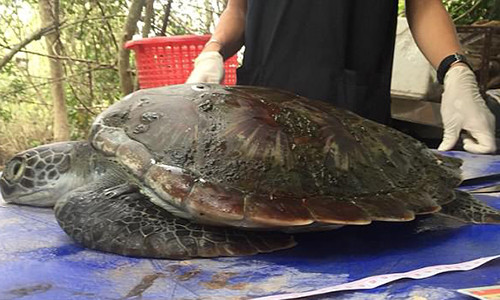 Con rùa xanh dạt vào bờ biển Thái Lan ngày 4.6