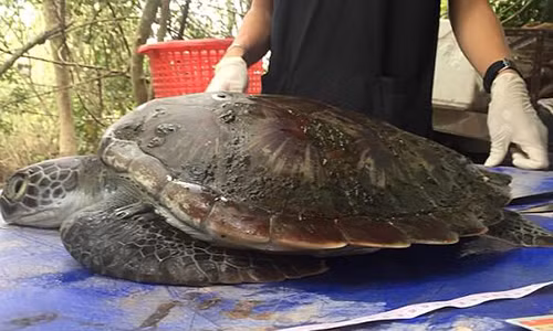 Con rùa xanh dạt vào bờ biển Thái Lan ngày 4.6