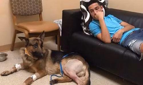 Chú chó Rex đã dũng cảm cứu chủ thoát chết.