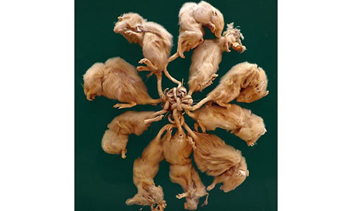 Hình ảnh về hiện tượng “vua chuột” được phát hiện tại Dellfeld, Đức năm 1895.