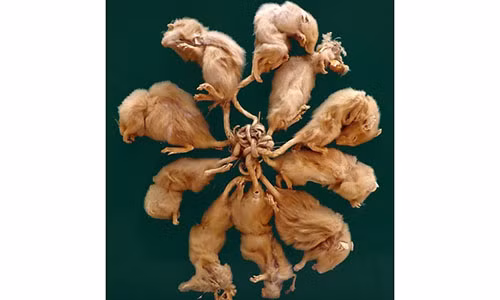 Hình ảnh về hiện tượng “vua chuột” được phát hiện tại Dellfeld, Đức năm 1895.