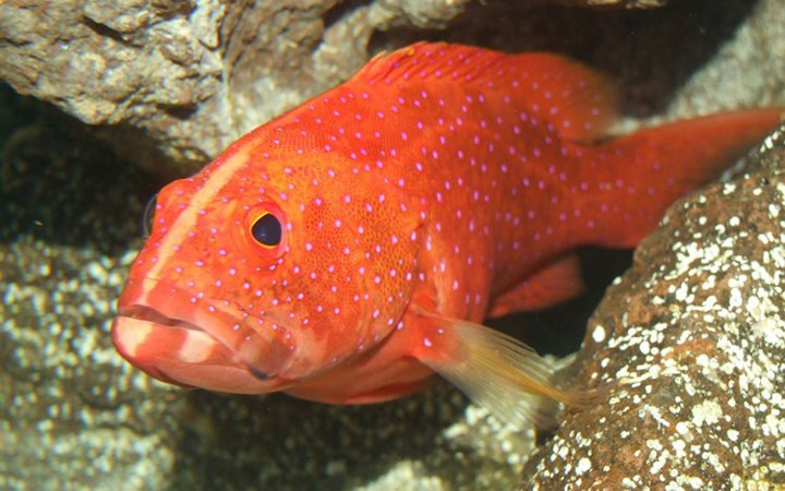 Cá Neptune Grouper quý hiếm có giá 6.000 USD. (Ảnh: insidermonkey)