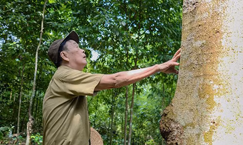 Ong chu so huu rung go lim quy chuc ty dong quyet khong ban