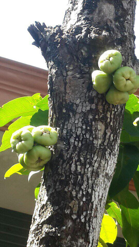 Cây mận gây nhiều tranh cãi trong hôm nay.