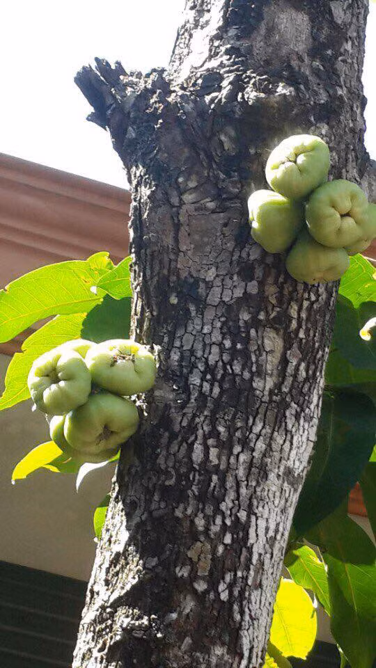 Cây mận gây nhiều tranh cãi trong hôm nay.