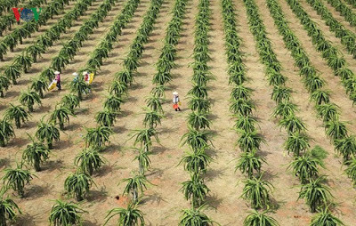 Bình Thuận là thủ phủ thanh long của cả nước với diện tích hiện có hơn 27.000 hécta.