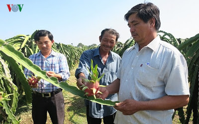Thanh long là loài cây thuộc họ xương rồng, vụ tự nhiên chỉ ra trái vào mùa mưa. Một vườn thanh long ở xã Hàm Liêm, huyện Hàm Thuận Bắc.