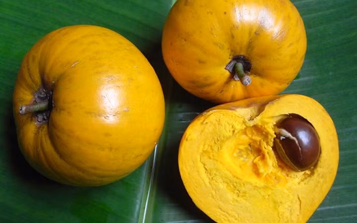 Ở Việt Nam, quả trứng gà ít được ưa chuộng, thậm chí còn chín rụng đầy gốc người dân không buồn thu.