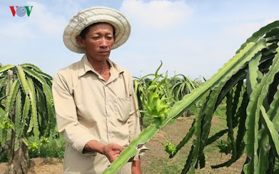 Ông Lê Minh, nông dân xã Hàm Chính, huyện Hàm Thuận Bắc cho biết phải chăm rất kỹ, thanh long thu hoạch chất lượng mới có giá cao.
