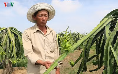 Ông Lê Minh, nông dân xã Hàm Chính, huyện Hàm Thuận Bắc cho biết phải chăm rất kỹ, thanh long thu hoạch chất lượng mới có giá cao.