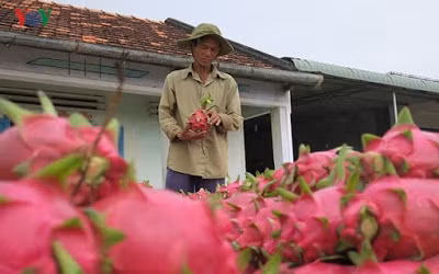 Mỗi năm, toàn tỉnh Bình Thuận thu họach khoảng 500.000 tấn thanh long, ban đầu chủ yếu xuất sang thị trường Trung Quốc, hiện nay đã đến được với nhiều thị trường khó tính ở Châu Âu.