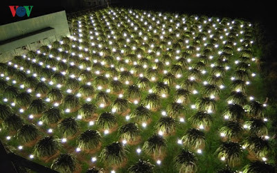 Một vườn thanh long chong đèn lung linh trong đêm ở xã Hàm Mỹ, huyện Hàm Thuận Nam.