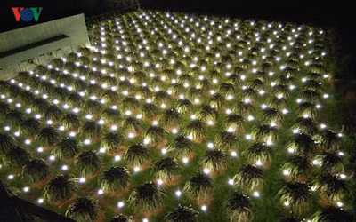 Một vườn thanh long chong đèn lung linh trong đêm ở xã Hàm Mỹ, huyện Hàm Thuận Nam.