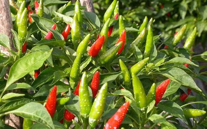 Ớt Việt được rao bán trên Amazon với giá 670.000 đồng/kg.