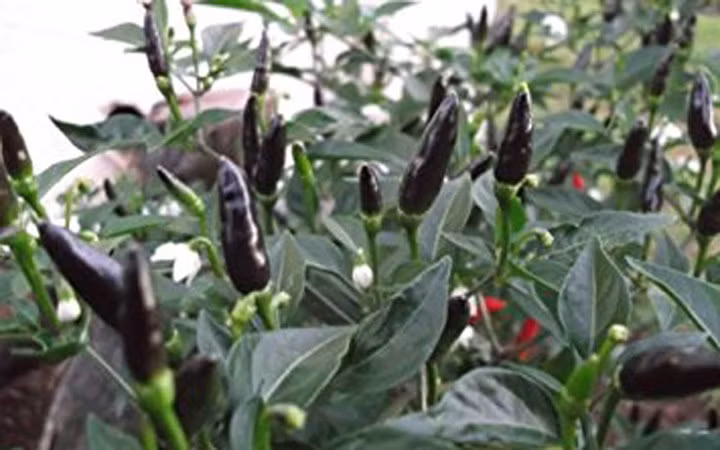 Amazon "quảng cáo" ớt Việt Nam rất cay, ban đầu là màu xanh sau chuyển dần sang màu tím đen, mày vàng cam và đỏ.