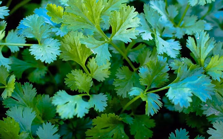 Rau mùi cũng được chào hàng.