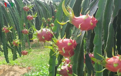 Từ lúc chong đèn cho đến lúc thu hoạch mất 3 tháng chăm sóc, đầu tư.