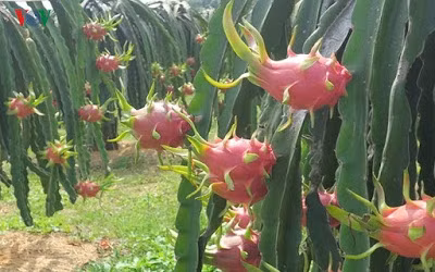 Từ lúc chong đèn cho đến lúc thu hoạch mất 3 tháng chăm sóc, đầu tư.