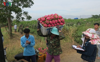 Chong khoảng 1 tháng, sau khi rút điện, dây thanh long sẽ cho ra búp.