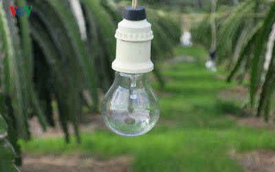 Muốn ra trái nghịch vụ, chủ vườn phải chong đèn sưởi ấm thanh long.
