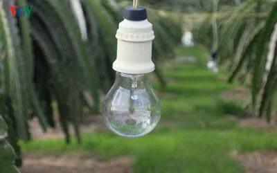 Muốn ra trái nghịch vụ, chủ vườn phải chong đèn sưởi ấm thanh long.