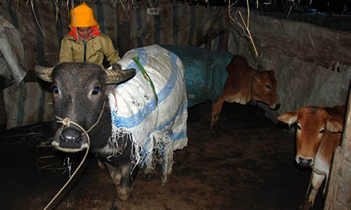 Chống rét cho trâu bò.