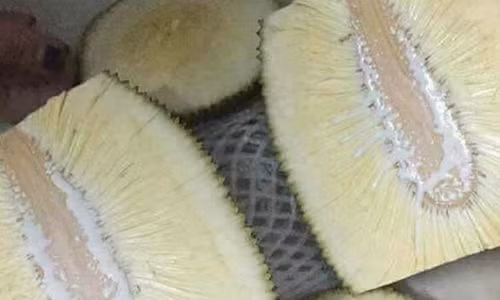 Ta hoa su that ben trong qua mit khong hat