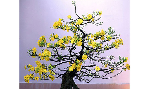 Cây mai đẹp phải có dáng cân đối, cánh hoa mịn và đều nhau. Nguồn ảnh minh họa: Internet.