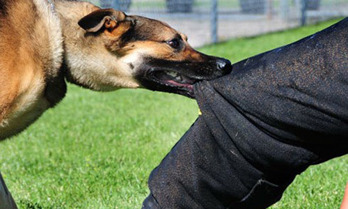 Chó, mèo cắn là một trong những nguyên nhân lây truyền bệnh dại cho con người. (Ảnh KT).