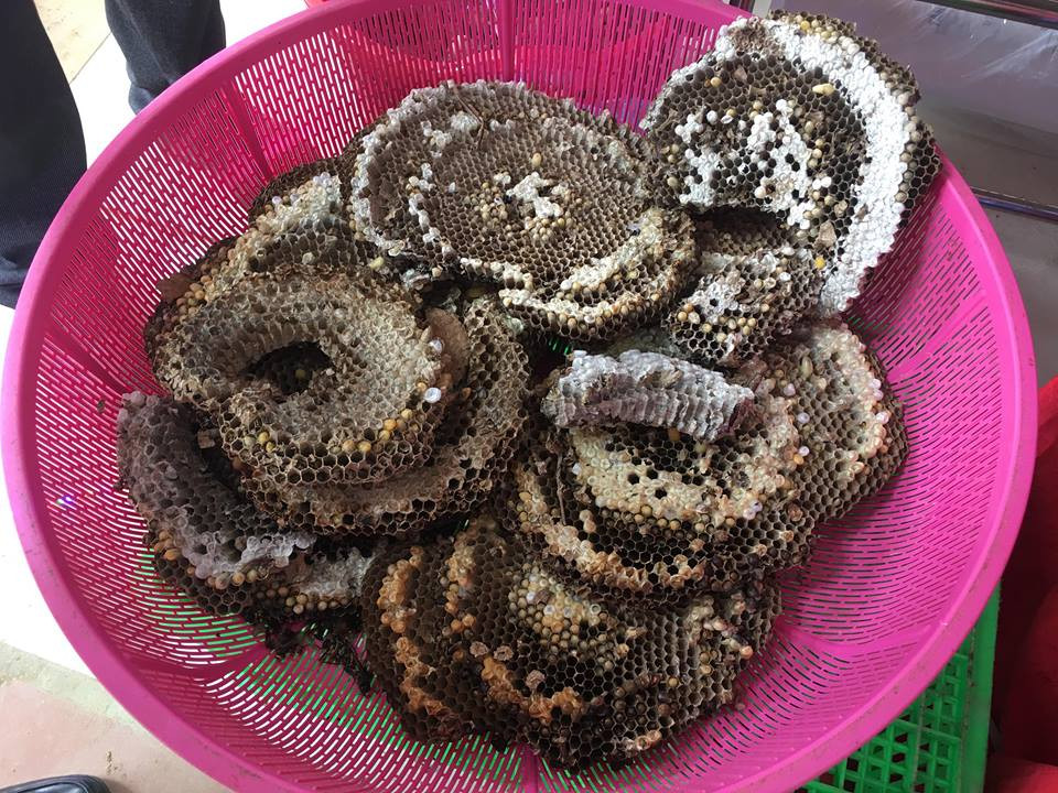 Nhông ong bắp cày giàu chất dinh dưỡng và có giá trị kinh tế rất cao, nên được rất nhiều khách hàng ưa chuộng.