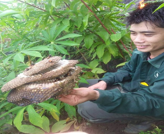 Anh Cà Văn Nhật vui mừng khi săn được tổ ong to và nhiều nhộng.