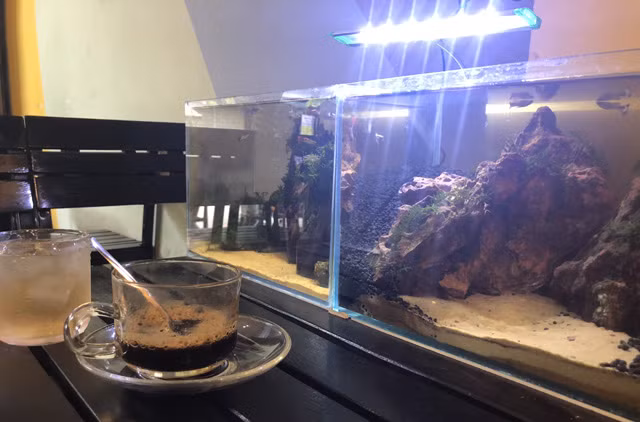 Vốn là người đam mê nuôi sinh vật cảnh, vì vậy khi 2 vợ chồng quyết định thuê địa điểm trên mở quán cà phê để tăng thu nhập cho gia đình, anh Phạm Thanh Liêm (sinh 1988), ở xã Nghĩa Phương, huyện Tư Nghĩa nảy ra ý tưởng đưa số sinh vật cảnh đang nuôi của mình ra đây cho khách xem.