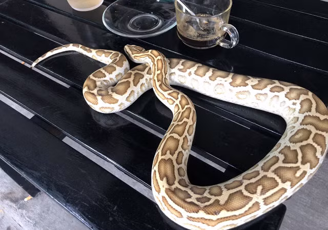 Theo đó trong khuôn viên quán có diện tích chỉ khoảng 60m2, cùng với bể cá mini đủ màu sắc, anh Liêm chọn một số vật cảnh như trăn Hipo nhỏ, trăn bạch tạng, kỳ đà xanh Nam Mỹ...đưa ra trưng bày, gây nhiều sự thích thú cho khách khi đến đây.